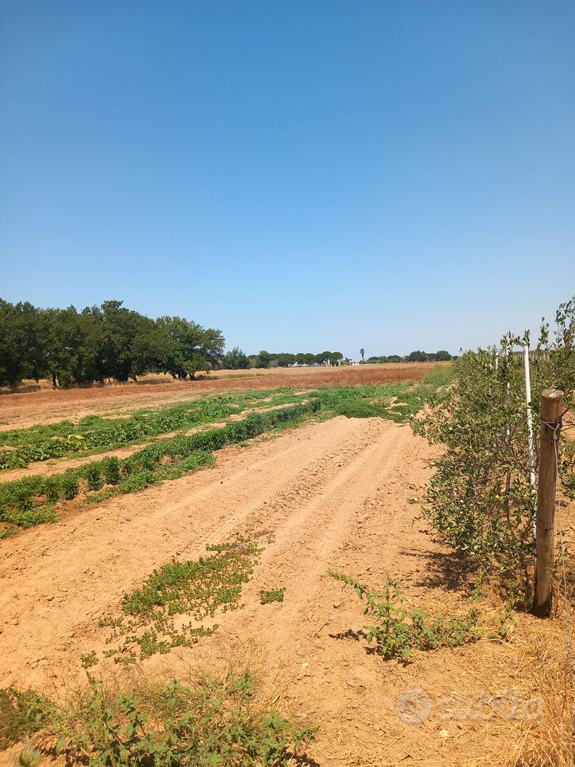 Oliveto con casetta - Vista 5