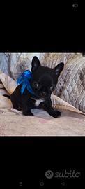 Chihuahua