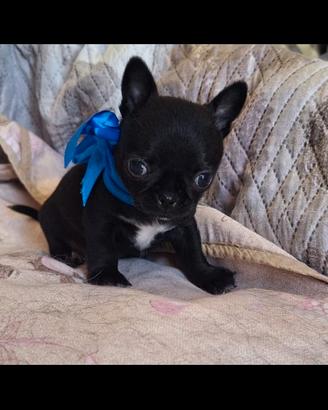 Chihuahua