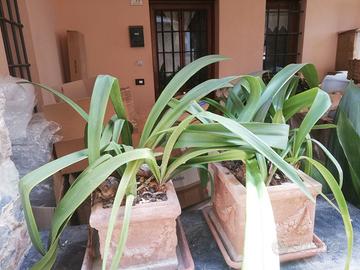 Vaso coccio Impruneta vintage