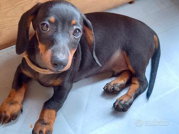 Bassotti nani kaninchen