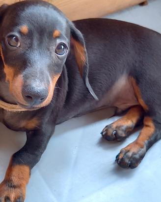 Bassotti nani kaninchen