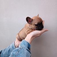 Cuccioli di Bouledogue Francese