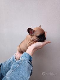 Cuccioli di Bouledogue Francese