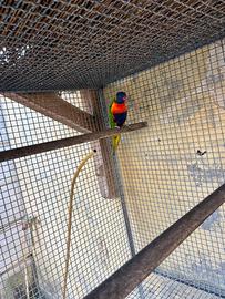 Lori arcobaleno maschio