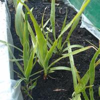 Piante di dracena drago