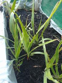 Piante di dracena drago