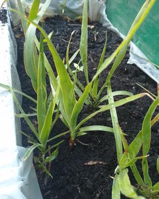 Piante di dracena drago