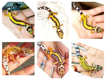 Geco leopardino a San Giuliano Milanese