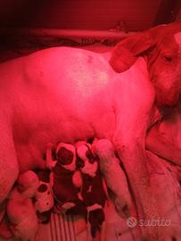 Cuccioli di Bracco italiano alta genealogia
