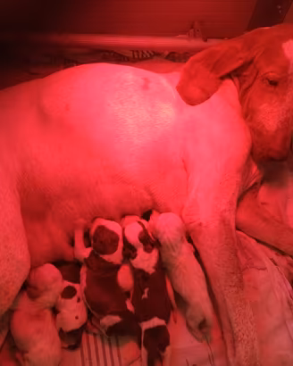 Cuccioli di Bracco italiano alta genealogia