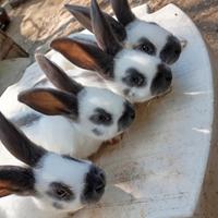 Conigli papillon bianco e blu