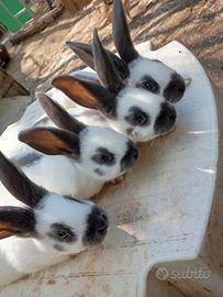 Conigli papillon bianco e blu