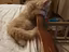 Immagine 6