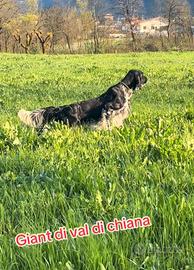 Setter inglese