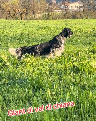 Setter inglese