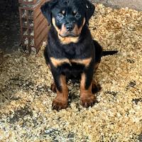 Rottweiler cucciolo