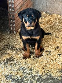 Rottweiler cucciolo