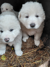 Cuccioli di pastore abruzzese