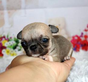 Chihuahua microscopica toy