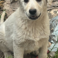 2 cagnoline di taglia medio-grande