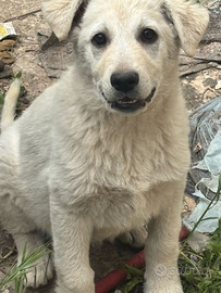 2 cagnoline di taglia medio-grande