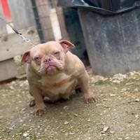 American bully exotic micro femmina 1 anno