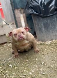 American bully exotic micro femmina 1 anno