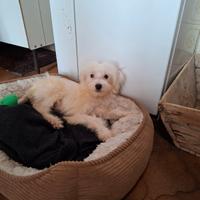 Incrocio tra maltese e barboncino toy