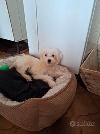 Incrocio tra maltese e barboncino toy