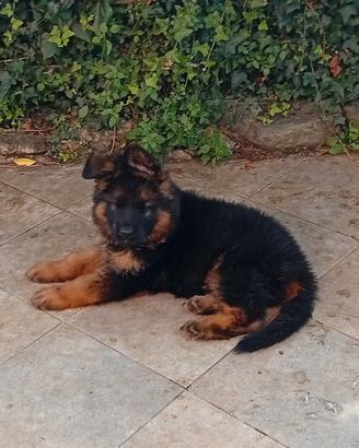 Cucciolo pelo lungo pastore tedesco