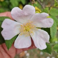 semi rosa canina rampicante,rosa chiaro  semi 