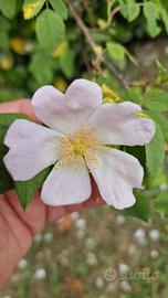 semi rosa canina rampicante,rosa chiaro  semi 
