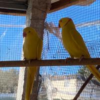 Parrocchetti dal collare