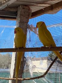 Parrocchetti dal collare