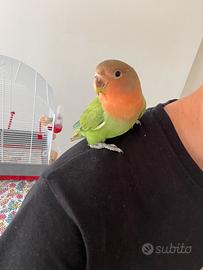 Inseparabile allevato a mano