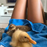 Paperotti maschio e femmina