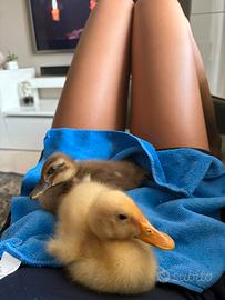 Paperotti maschio e femmina