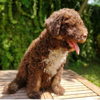 Lagotto romagnolo