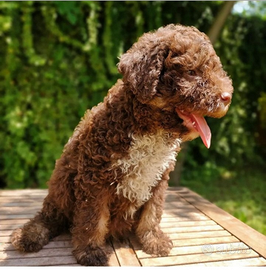 Lagotto romagnolo