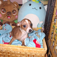 Incrocio tra pincher e chichuahua toy