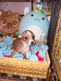 Incrocio tra pincher e chichuahua toy