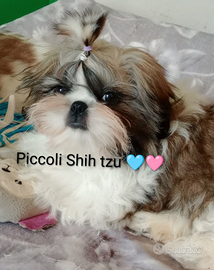 Shih Tzu con Pedigree enci