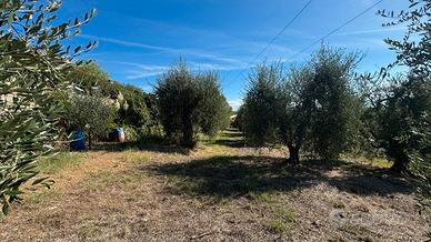 Lotto di terreno agricolo con annesso