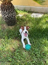 Jack russell