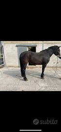 Vendita cavalla