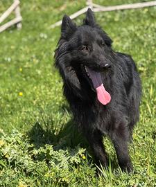 Cane pastore belga maschio
