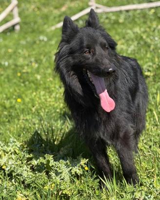 Cane pastore belga maschio