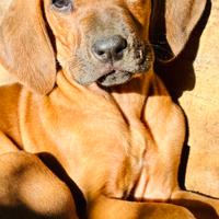 Cuccioli di Rhodesian Ridgeback