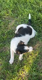 Cagnolini meticcio jack Russell